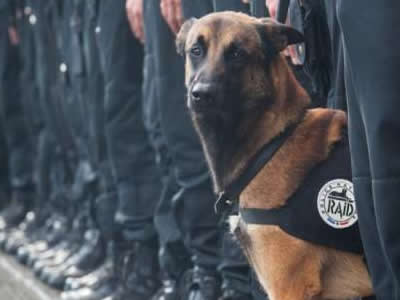 反恐警犬迪塞尔 · 中弹后回到主人身边