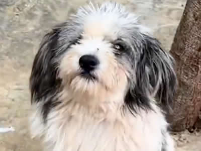 忠宝 · 墓前苦守两年的忠犬