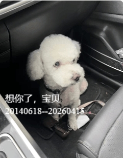乖乖的天堂