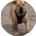  臭臭的天堂