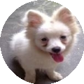 爱狗毛毛