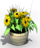 黄菊花